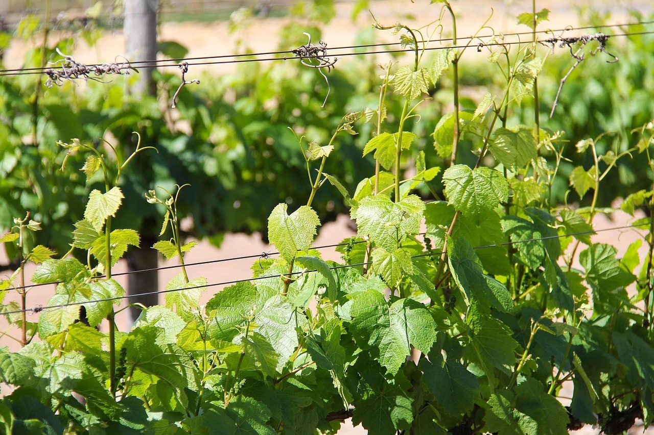 Vignoble en Provence